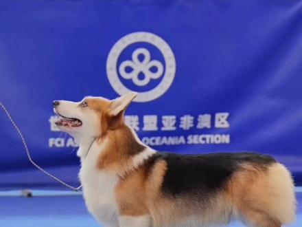 #柯基 #赛级 如何辨别纯种柯基犬?快@你的“基”友来看@AkA-SoSo #狗狗 #颜值 #排行榜