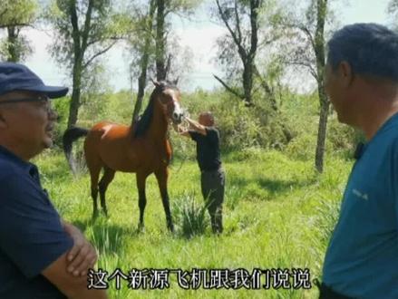 @抖音小助手 #老宋品马 #我们身边的名马 新源飞机