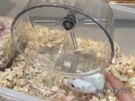 穷养仓鼠想要一个又大又便宜又静音的跑轮,我推荐这个#仓鼠🐹 #养鼠日常分享 #养宠日记 #仓鼠造景 #静音跑轮