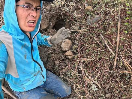 老赶海人不敢碰的蟹王洞,渔夫抓出了青蟹老祖宗,这蟹钳看着就怕