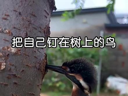 把自己钉在树上的鸟,翠鸟! #翠鸟