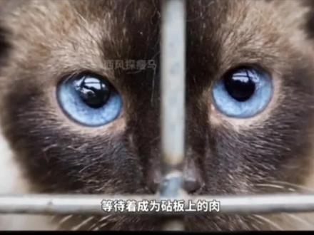 #流浪猫 猫在越南有多惨#善待动物关爱生命 #每个生命都值得被善待 #关注流浪猫