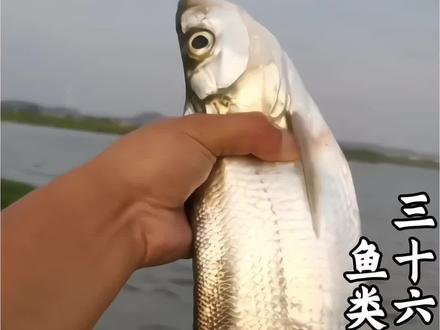 科普分享36种淡水鱼类,你都吃过哪几种#科普 #鱼
