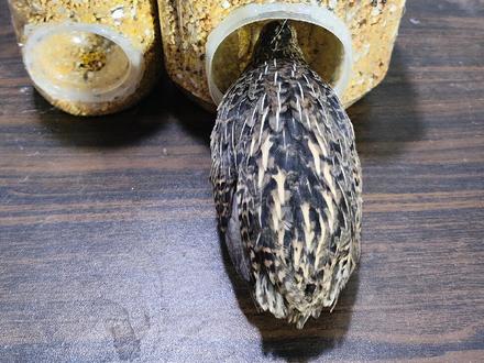 用废水瓶做喂食器
#芦丁鸡 #废物利用 #喂食器 #鸟#鸡