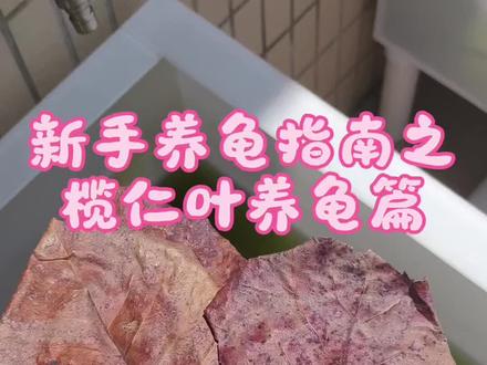 养龟养水篇 #我要上热门 #新手养龟 #养龟日常 @抖加小助手
分享榄仁叶养龟,有不对的地方请大家指正