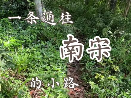 在公路边发现一个通往南宋的入口 #vlog日常 #历史 #植物 #户外