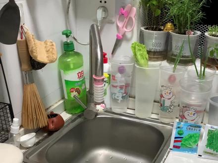 奶茶杯水培生菜和水培香菜 #大数据推荐给需要的人