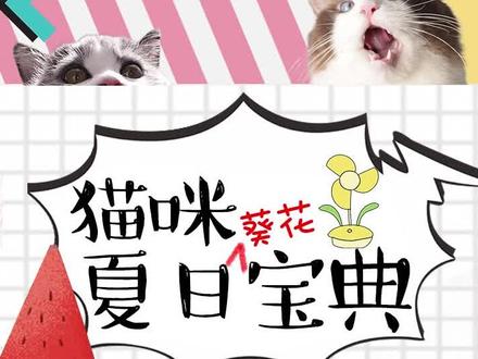 记好了!咱们有猫的人,夏天千万要注意的那些事儿……#养宠进阶指南 #科学养猫 #养猫新手 #猫咪的夏天