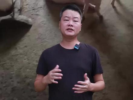 解决猪咬耳朵问题,30秒教会你#新农人计划2023 #养猪人不容易 #猪咬尾巴 #新手养猪