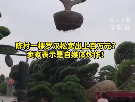 陈村一棵罗汉松卖出上百万元?卖家:是自媒体炒作!事实上这株罗汉松市场价约15万元左右。#本地新闻 #佛山