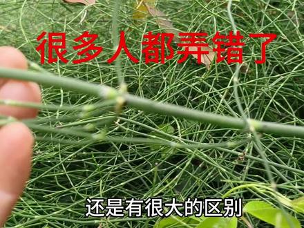 这种植物很多人都不知道它到底叫什么?看完了这个视频才弄清楚#植物科普 #问荊
