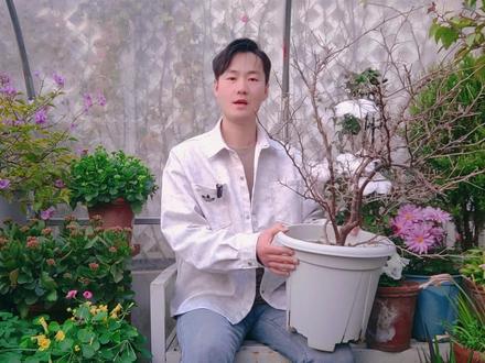 广红樱三角梅过冬指南,注意这5点,来年复花超简单! 大鱼花海;广红樱冬季露养广红樱三角梅耐寒吗红樱三角梅在北方好养吗三角梅室内过冬注意事项三角梅入室过冬前需修剪吗三角梅冬天需要搬到室内吗;#三角梅 #阳台花园 #家庭园艺 #分享养花日常 #约你去赏花