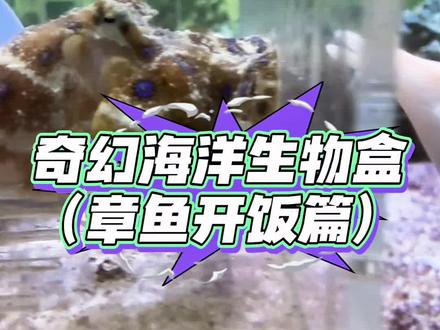 开到什么养什么!蓝环章鱼开饭了! #诺亚方缸