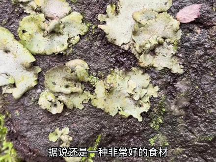石头上长的好东西你们见过吗?#三农 #抖音新农人 #识百草 #植物科普