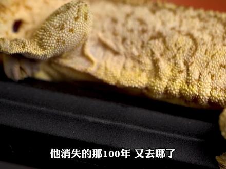 有一种动物,人类开了一场追悼会,宣布它永远消失了,结果100年后,他自己爬回来了。#科普 #科普一下 #探索发现 #青年创作者成长计划 #睫角守宫