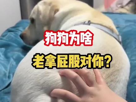 狗狗为啥老拿屁股对人#狗狗 #养狗人 #狗 #养狗的乐趣 #养狗经验分享