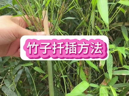 轻松拥有一棵漂亮的竹子啦 #小妙招大作用#生活小技能分享 #分享生活小技巧