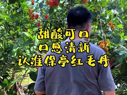 #保亭红毛丹 #优质农产品 #抖音助农 成熟的红毛丹,味道有点类似荔枝,但是肉比荔枝肥厚,非常甜。