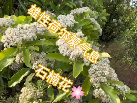 还有比石楠花还污的花吗#石楠花