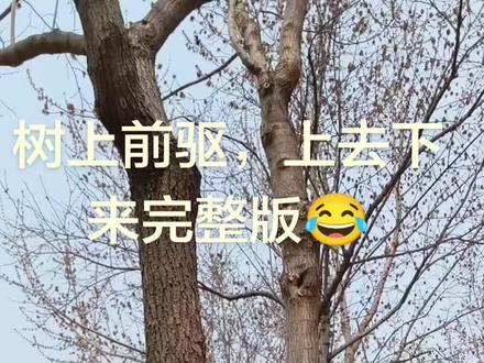 统一回复,树上前驱完整版,好多人都好奇怎样上去怎样下来的,我在给解一下谜,我是这样下来的😂