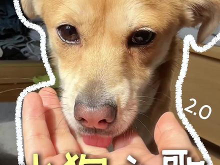 谁还没听过的,给我无限循环! 小狗身上有毛毛,超绝宠物要出道~#萌宠出道计划 #田园犬 #小狗之歌 #日常遛狗 #毛孩子出街日记
