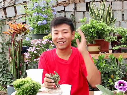 多肉万重山,栽种配土有“诀窍”,掌握方法,枝条层层叠叠长爆盆