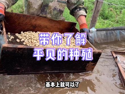 我姨夫种了近40年的平贝,年复一年,日复一日
