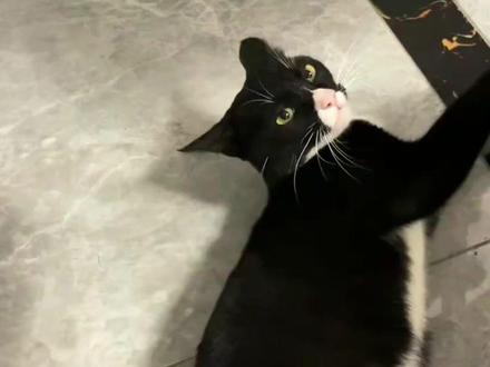 为什么说猫的底层逻辑是一坨屎山代码驱动的 #猫咪日记 #猫咪的迷惑行为
