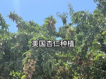 推广外国先进水果种植技术和经验成果助农增收致富视频分享