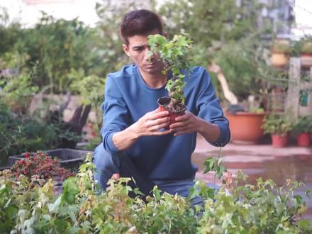 三角枫没人要了?是什么原因导致价格暴跌?