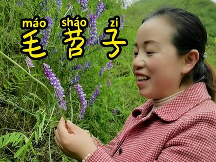 毛苕子和野豌豆有什么区别,你认对了吗?#一日一植物 @DOU+小助手 #秦岭