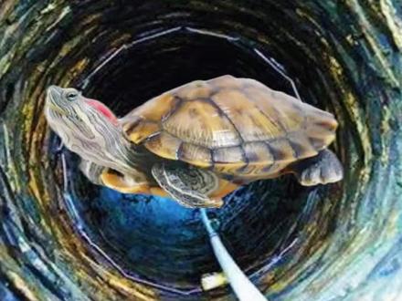 为什么古代人要往水井里放乌龟呢?#科普 #奇闻奇事 #乌龟 #水井 #涨知识 @抖音热点