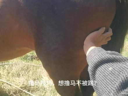撸马技巧,和马成为朋友的方式 注意⚠️撸马前需要先认识马,先建立信任#马#骑马#vlog#日常#技巧