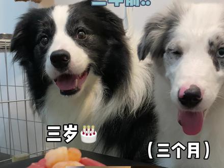 感情稳定的边牧父子能有多幸福~#奥利与奥斯卡