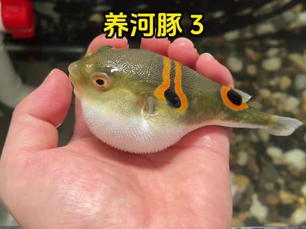 我好像入了河豚坑了! #河豚 #养鱼日记