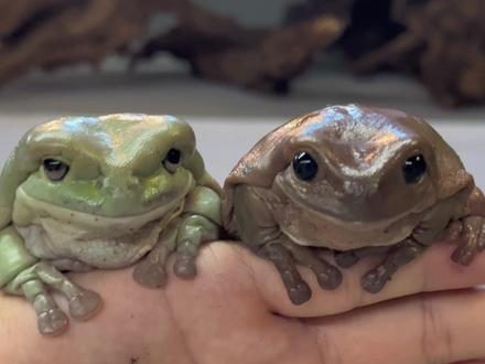 想要去旅游的老爷树蛙,真是越狱不停止啊#树蛙#宠物 #小动物们能有多治愈