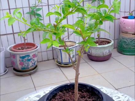 三角梅棒棒糖的造型与君共勉#养花小知识 #家庭种植 #三角梅