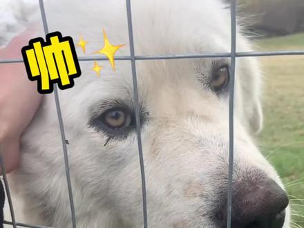 我天!大白熊也太帅了!你们说我要不要问邻居拿一只?#大白熊 #vlog日常 #大白熊犬 #抖音宠物图鉴