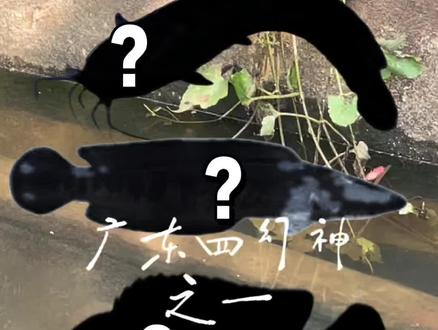 你听说过钓鱼界的广东四幻神吗? #广东亚马逊 #广东尼罗河 #钓鱼佬 #钓鱼人 #路亚钓鱼