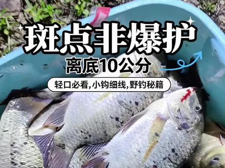 锚斑点非那可能是方法错了。离底钓正口更多哦!#钓最优质的鱼 #罗飞鱼 #斑点非 #斑点非鱼生中的劳斯莱斯#花5000元包岛钓鱼是什么体验