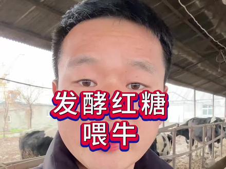 红糖喂牛催肥去油#养牛技术 #养殖技巧 #科学养牛 #畜牧养殖技术