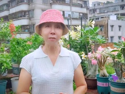 沙漠玫瑰想要养得好浇水是主要,看看有哪些浇水方法是错误的吧