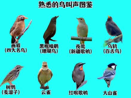 熟悉的鸟叫声图鉴 #熟悉的鸟叫声#鸟类图鉴#科普#抖音玩法合伙人@抖音热点