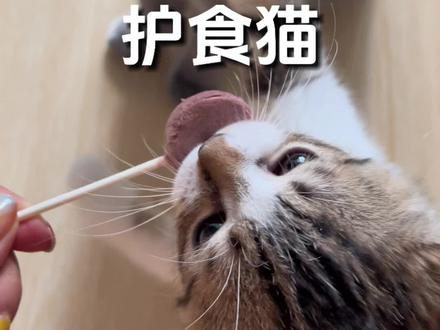 护食小猫养养就好了#猫咪握手
