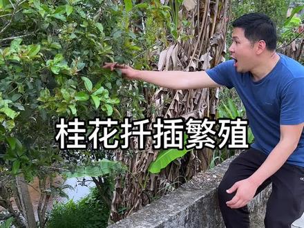 桂花树扦插繁殖方法#花卉绿植 #种植小技巧