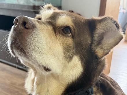 妈妈想要 小狗得到!#开箱视频 #拉夫威尔#拉夫威尔ruffwear