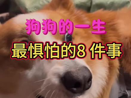 狗狗的一生,最惧怕的8 件事#养狗知识分享#养狗日常#养狗的乐趣 #养狗人