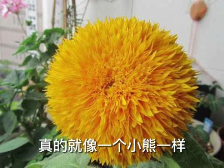 什么花像熊娃娃一样可爱?园艺师教你,那就是玩具熊向日葵#养花