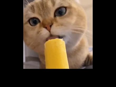 猫一吃饭就流泪,为什么啊啊啊啊啊#猫哭了 #猫咪眼睛 #猫咪流眼泪 #宠物科普 #猫 #猫会哭吗 #科学养宠攻略 #小猫咪吃播 #吃货猫