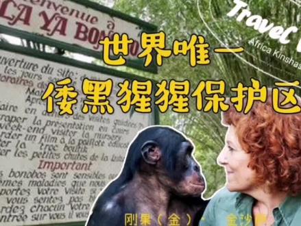 倭黑猩猩Bonobo是刚果(金)独有的猩猩种群,生活在刚果(金)热带雨林中,也是与人类基因最为相似的猩猩种类。虽然当地政府已经颁布黑猩猩保护法律,但仍有大量黑猩猩被猎杀取肉,黑猩猩婴儿则被当做宠物卖掉。倭黑猩猩目前为濒危物种。今天带大家一起去看一看世界上唯一的倭黑猩猩保护区(位于刚果金•金沙萨)。
#刚果金#濒危动物
部分素材来自于Leon Haberkorn的纪录片